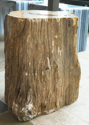 versteinertes Holz